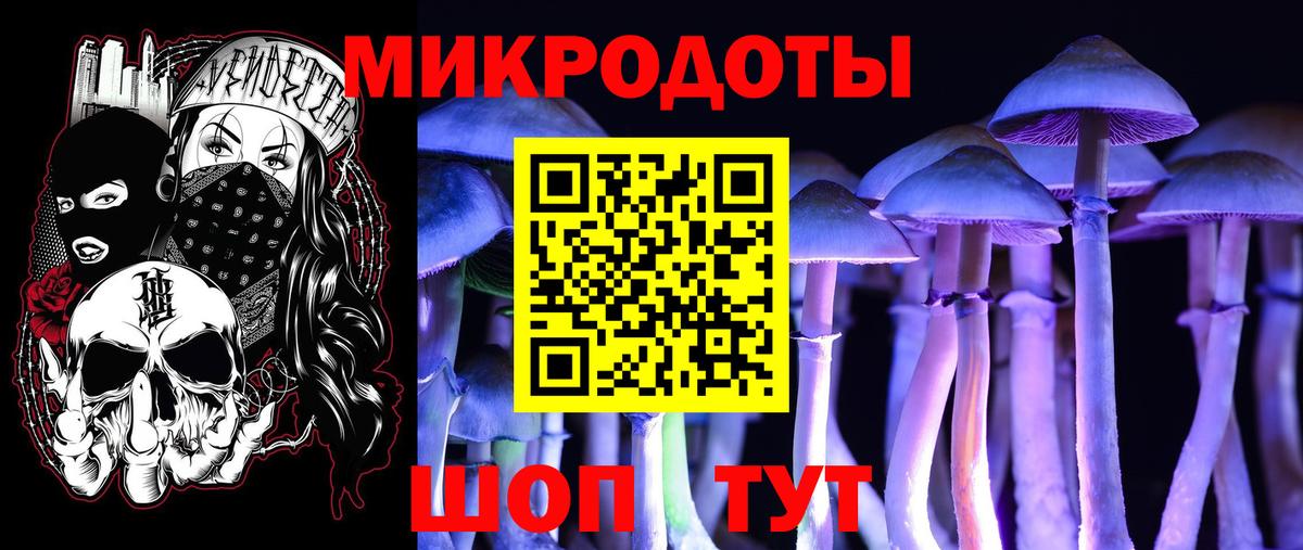 Галлюциногенные грибы Psilocybine cubensis Гатчина